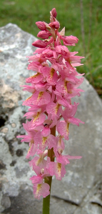 Orchis x colemanii (ibrido: Or. mascula x Or. pauciflora)